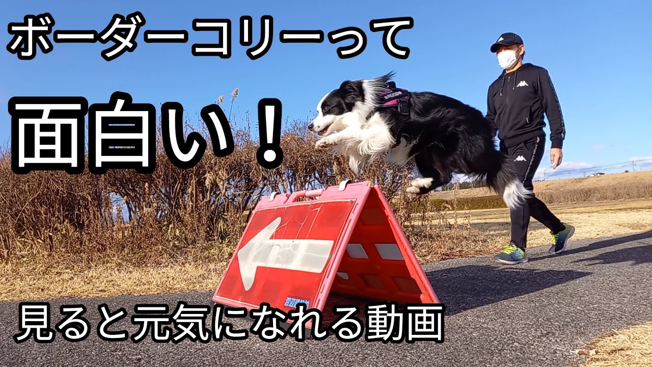 ボーダーコリーって面白い！　見ると元気になれる動画