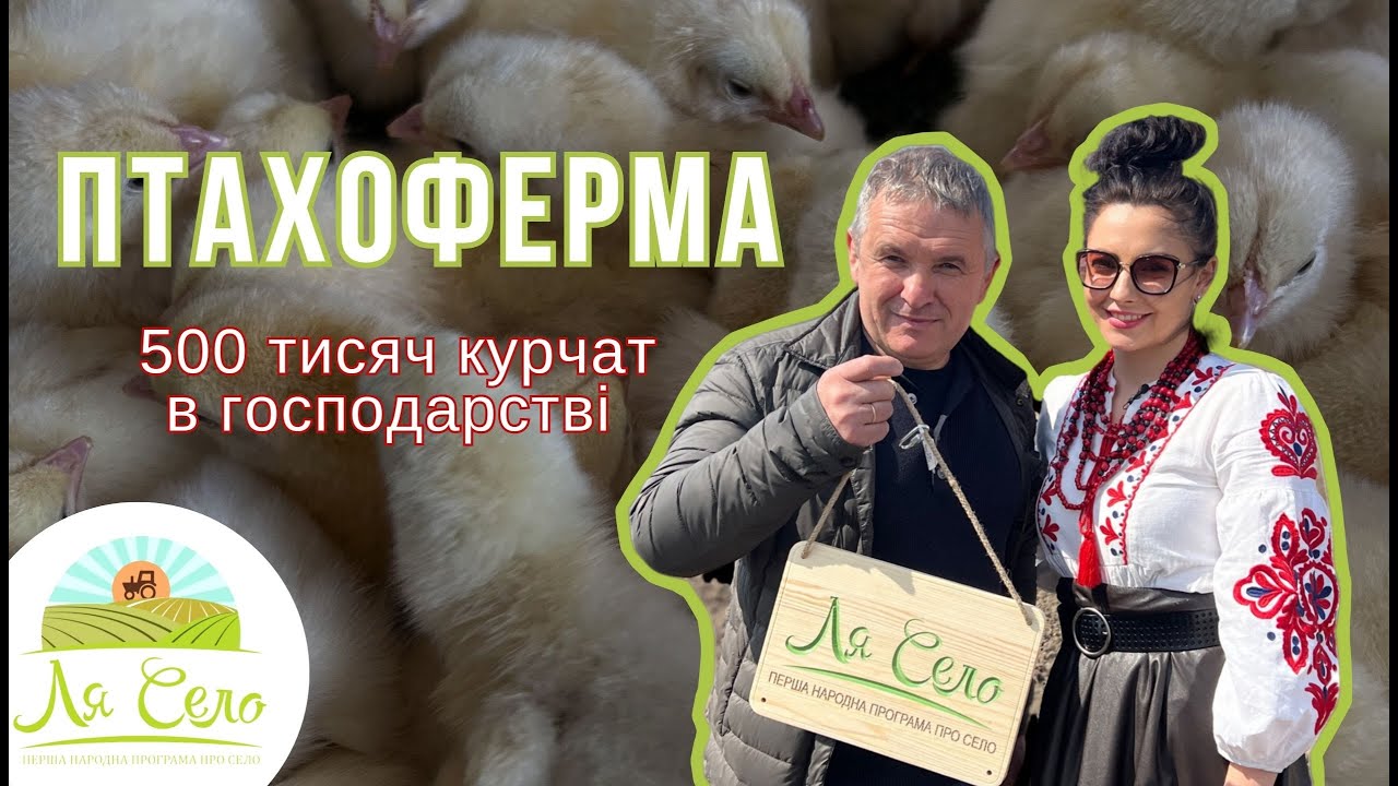 ЛяСело на птахофермі: як воно, мати 500 тисяч курчат у господарстві?
