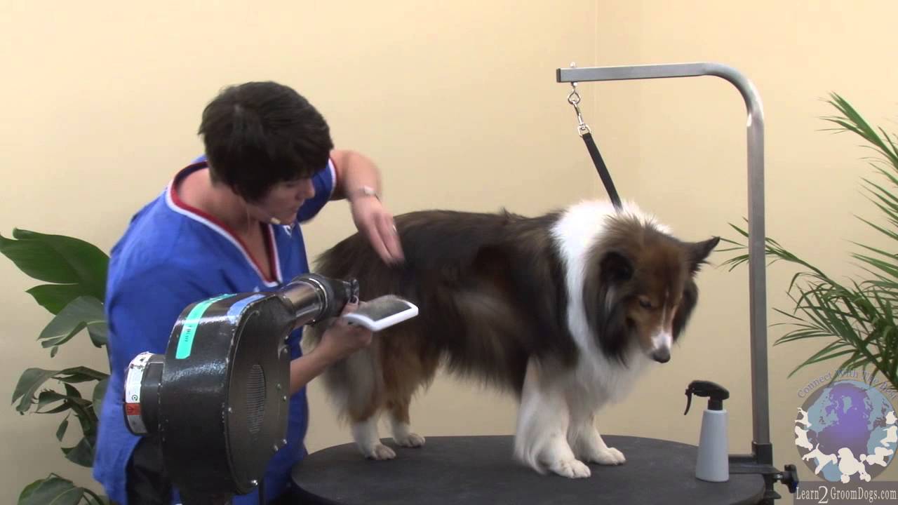 Grooming the Pet Shetland Sheepdog with Michell Evans - ICMG, NCMG