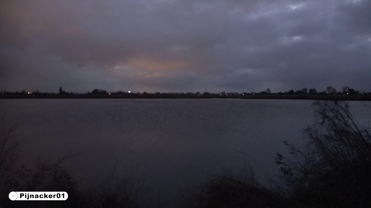 Flamingos zonsopgang 29-01-2020 De Groenzoom