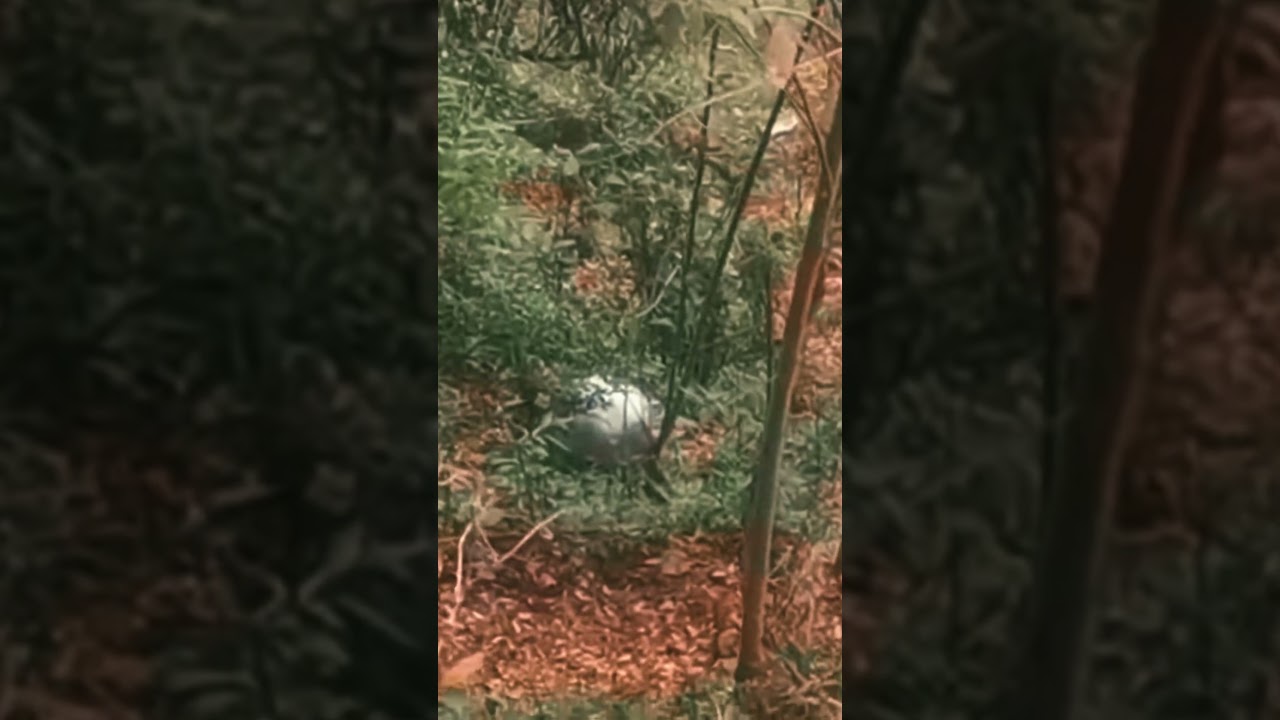 Nuevo Vídeo del OVNI Esfera de Colombia