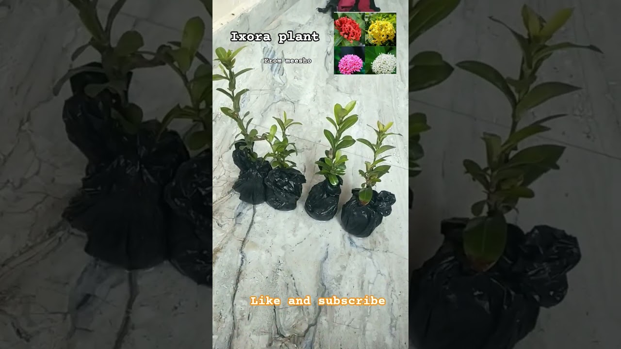 ixora plant ☘️#nature #love #beautful #shortvideos