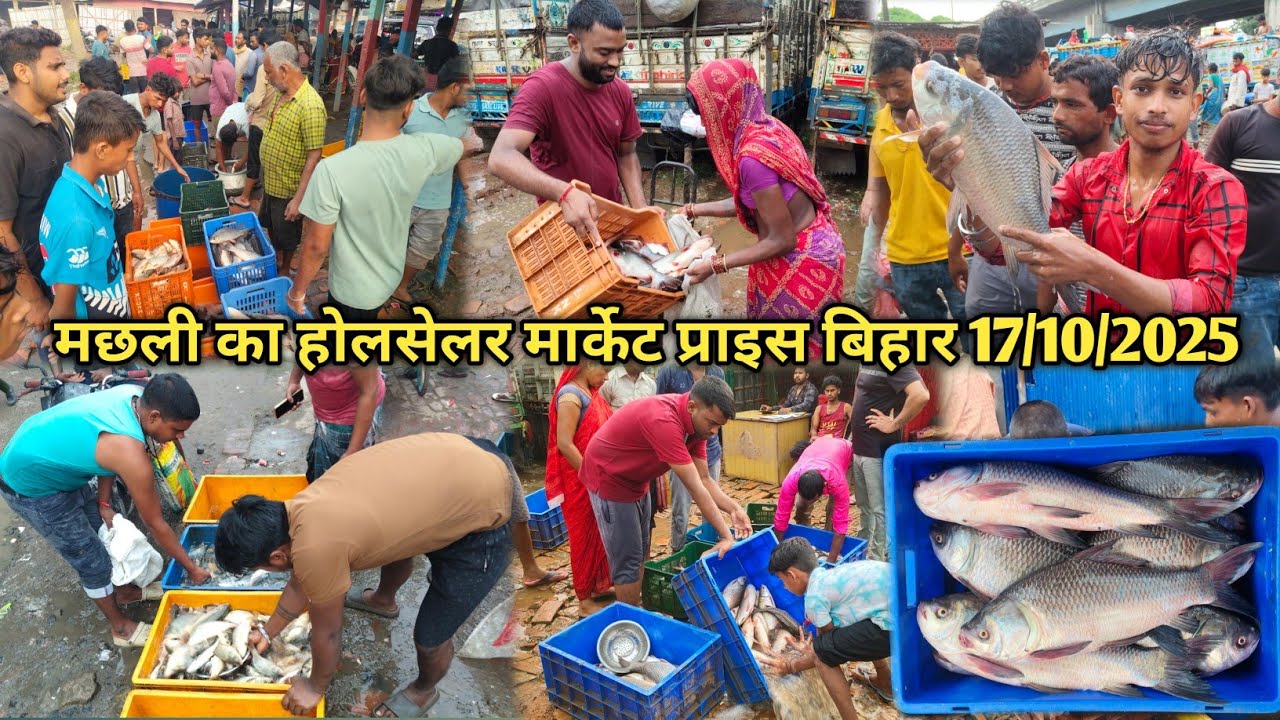 मछली होलसेलर मार्केट प्राइस बिहार|Fish Wholesaler Market Price Purnia Bihar