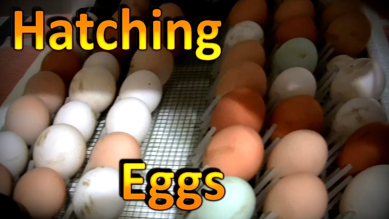 How to Hatch Chicken Eggs (Part 1) Using the Little Giant Incubator