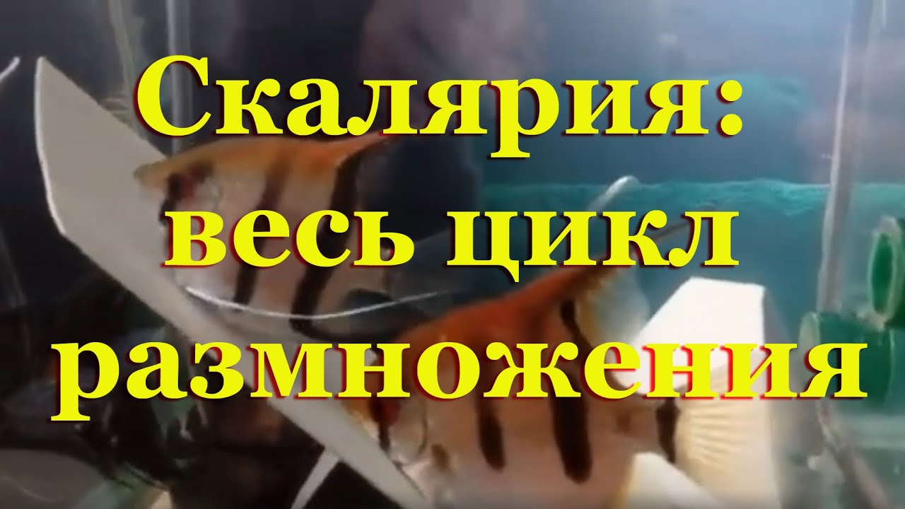 Скалярия: весь цикл размножения в домашних условиях от нереста до взрослой рыбки за 30 мин.