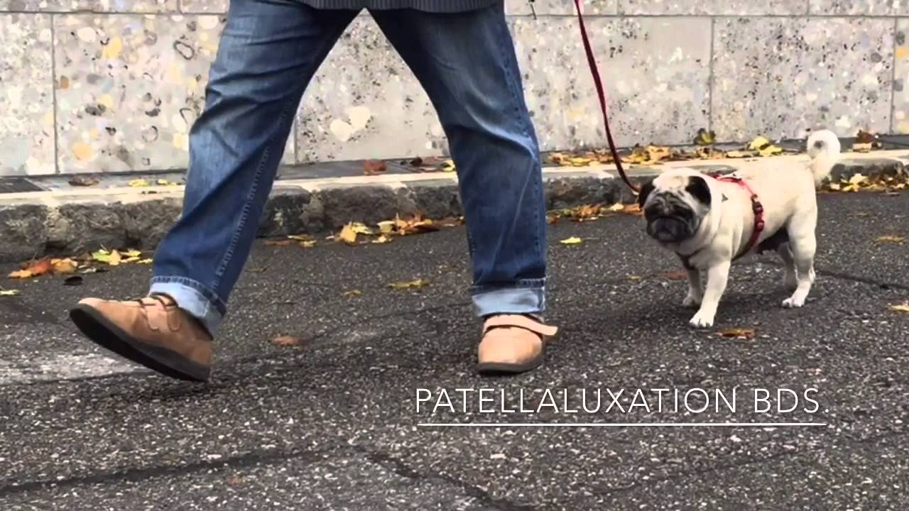 Gangbilder bei dogsphysio