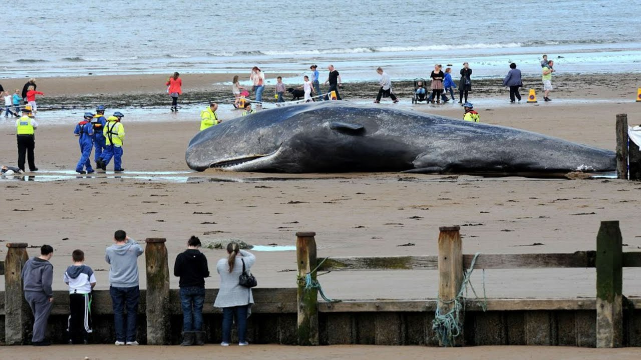 To, co znaleziono w żołądku tego kaszalota, przeraziło cały świat!