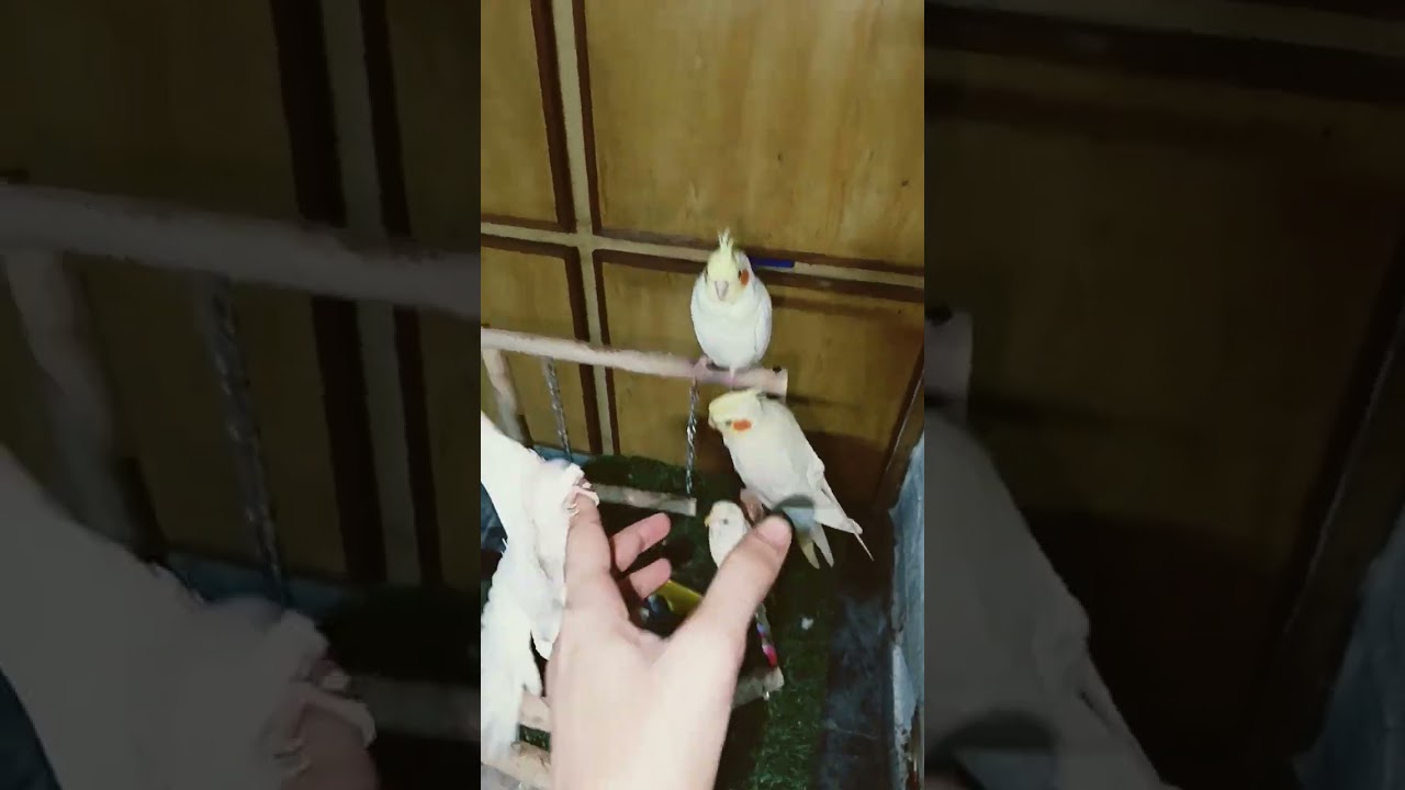 Leo🥰💕🦜 #cute #vibrantbirds #birds #cockatiel #talkingparot #cutebird