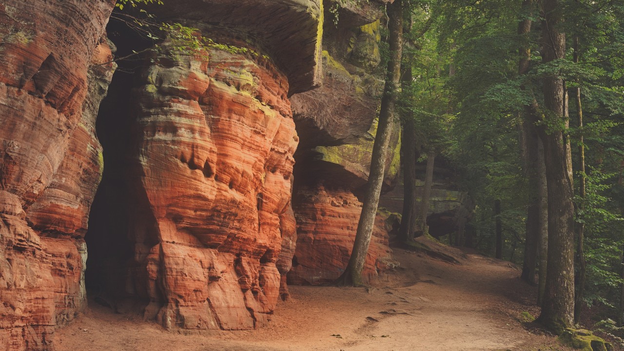 🌳 4K - Relaxing Nature Sounds For Stress Relief, Forest Sounds, Bird Song, No AI