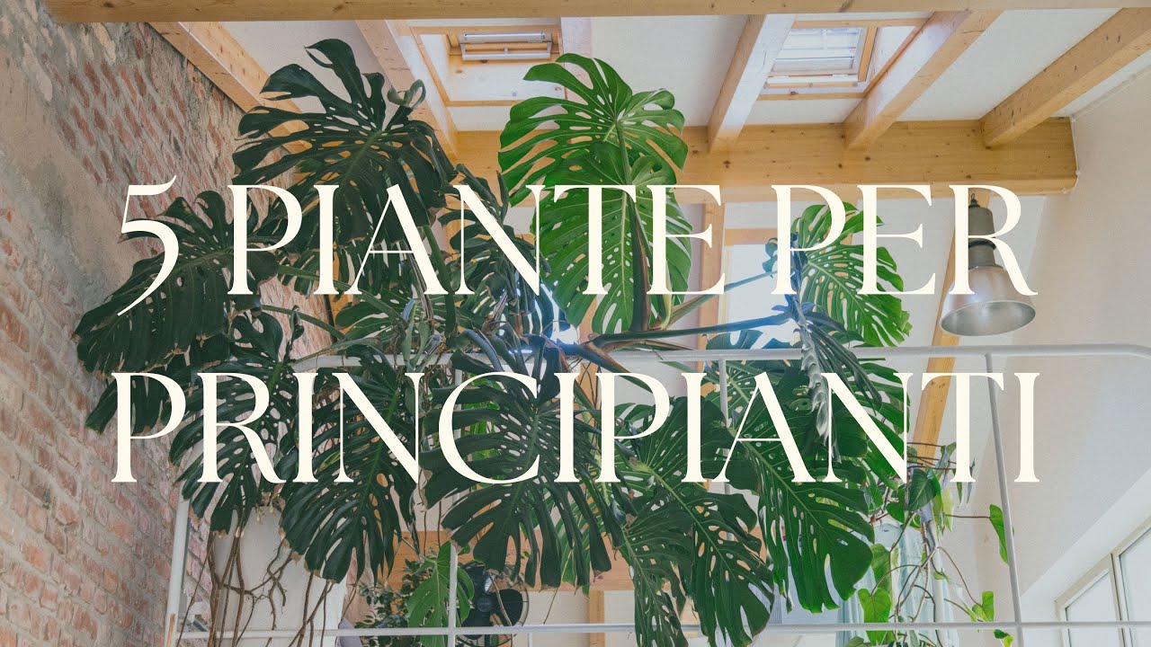 5 Piante da appartamento per principianti: facili e adatte a diversi ambienti