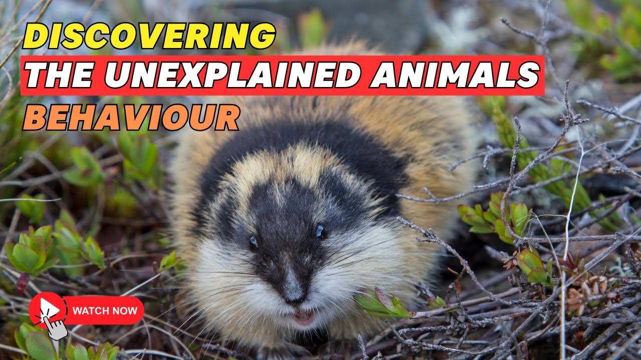 Discovering the unexplained animal behaviours