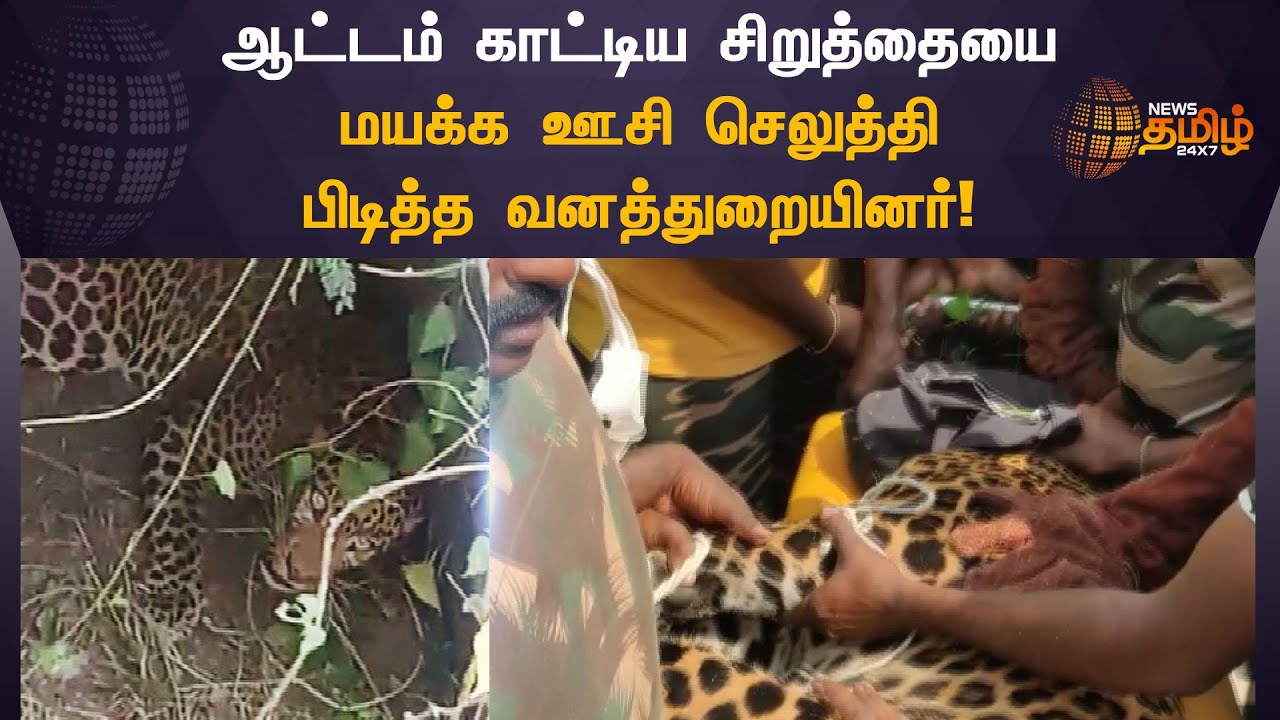 Tirupur Leopard caught | ஆட்டம் காட்டிய சிறுத்தையை மயக்க ஊசி செலுத்தி பிடித்த வனத்துறையினர்!