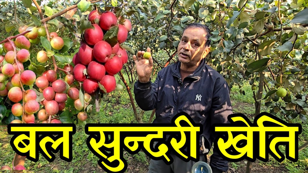 जाली भित्र मिस इन्डिया र बल सुन्दरी खेती गरेका भट्टराई दाइ ,धान भन्दा दस गुना नाफा कमाउदै farming
