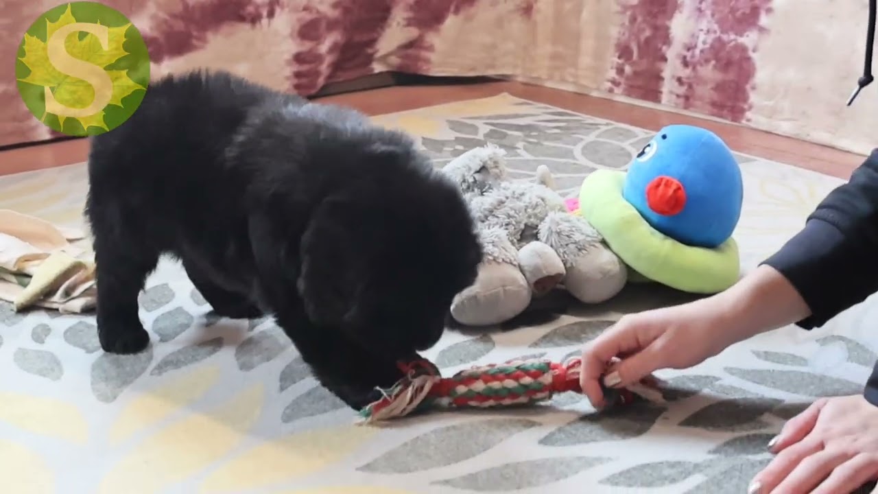 Sierra, available Newfoundland puppy 