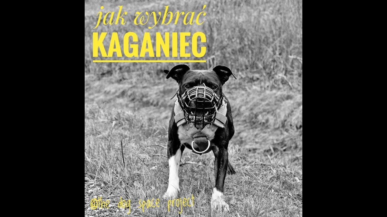 Jak wybrać kaganiec dla psa
