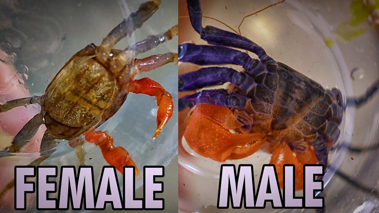 Vampire Crab Breeding