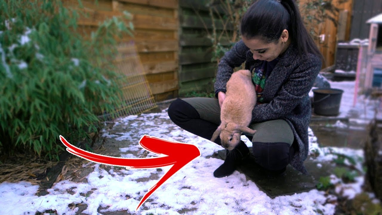 KONIJN ZIET VOOR HET EERST SNEEUW!!