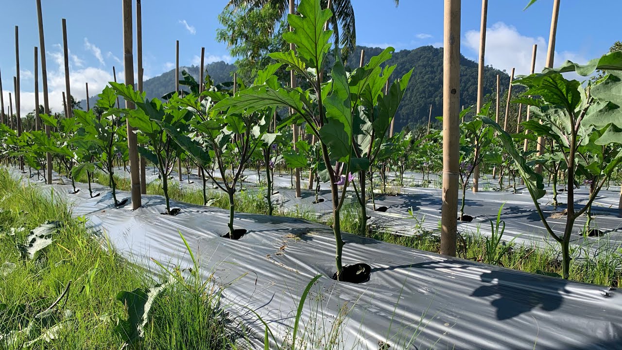 Isang lingo pag kalipas ng Y- pruning at pag babawas olit ng dahon sa ilalim ng talong (Calixto F1)
