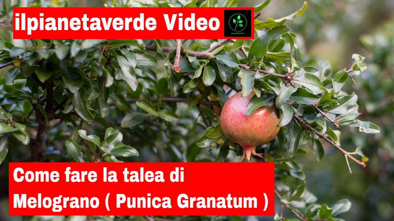 Come riprodurre con la talea il Melograno ( Punica Granatum )
