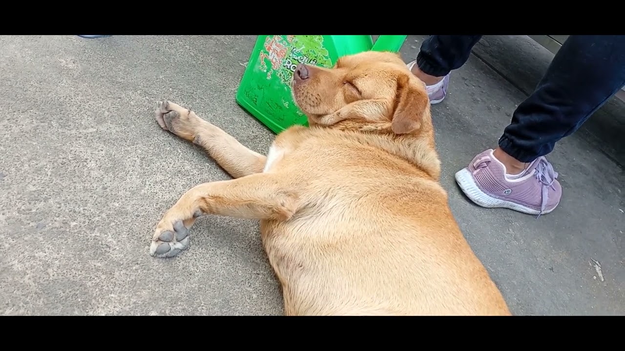 perrin ESPERANDO COMIDA