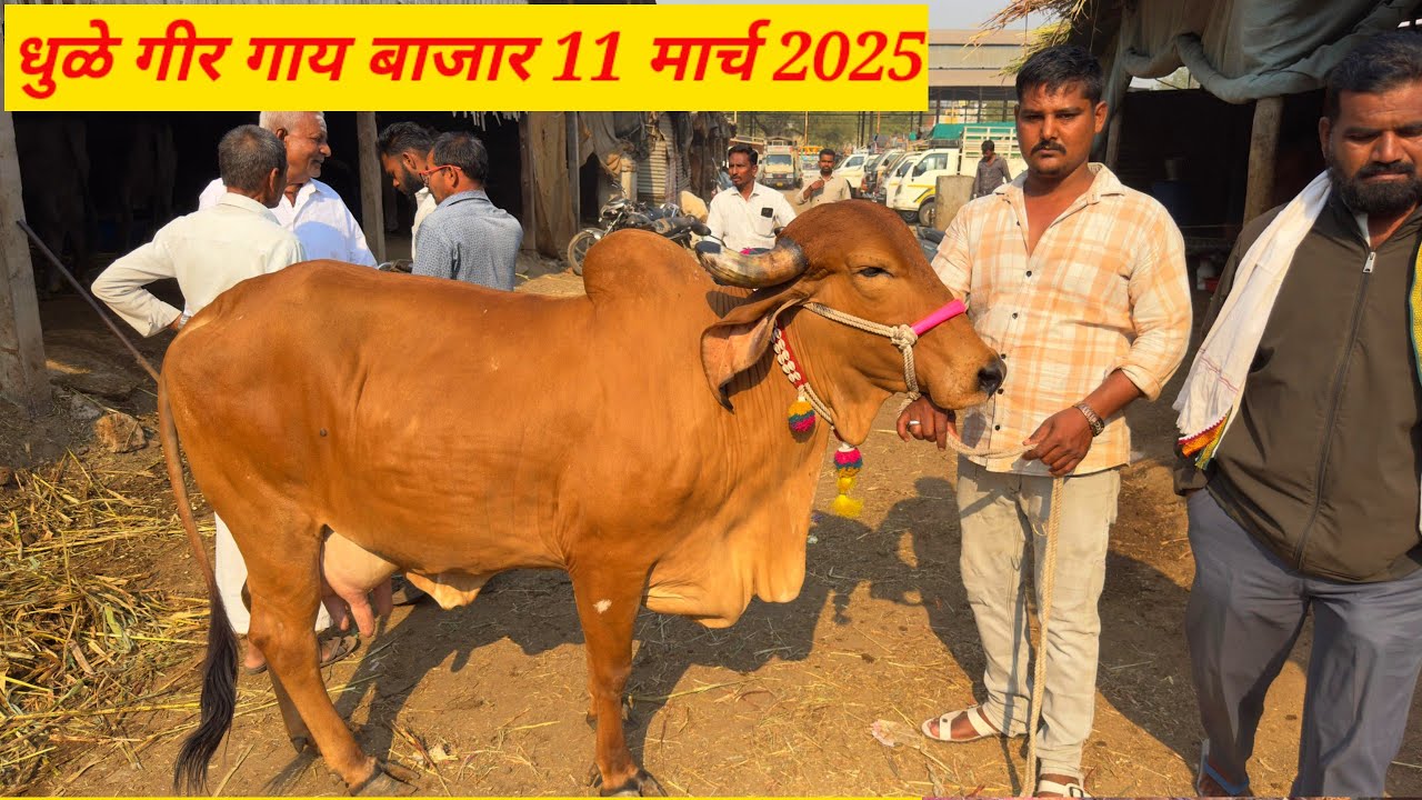 धुळे गीर गाय बाजार live 🔴 11 मार्च 2025 || Dhule Girgaay Bajar #गीरनस्लकिगाय