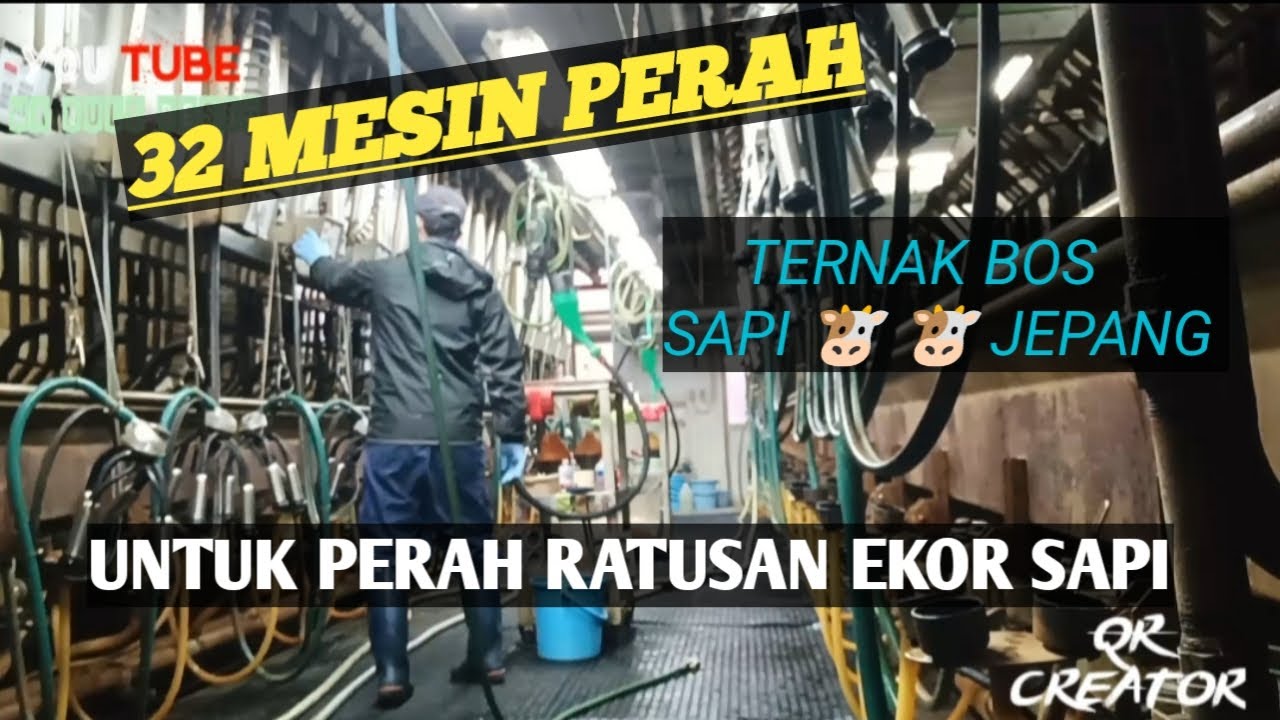 KERJA DI PETERNAKAN SAPI PERAH JEPANG ‼️⁉️ 😱😱