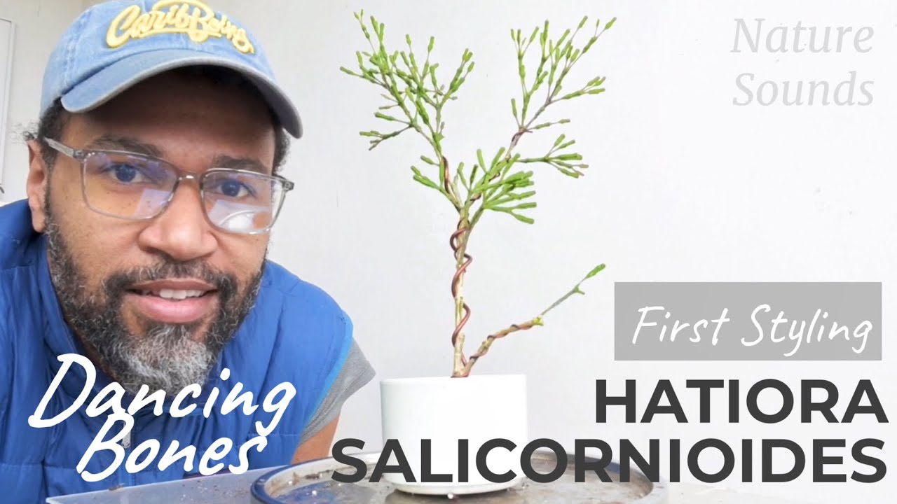 Dancing Bones, Hatiora Salicornioides, Styling Unusual Cactus into Formal Upright Bonsai, March2022