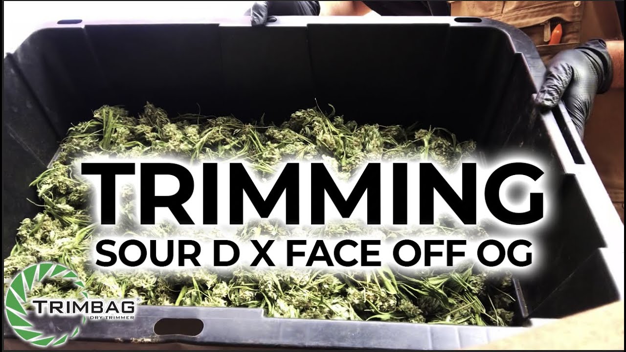 Trimming Sour D x Face Off OG with Trimbag Demonstration ✂️