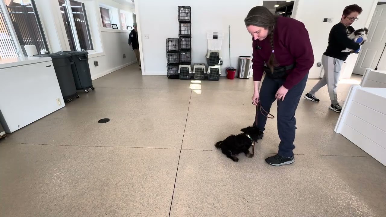 Pablo Leash Skills w/ Distractions 02/24