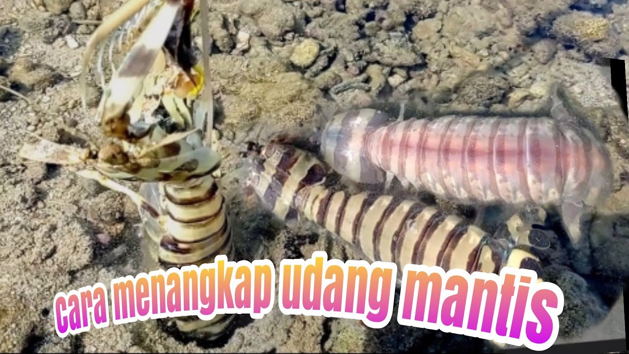MENANGKAP UDANG MANTIS mudah sekali