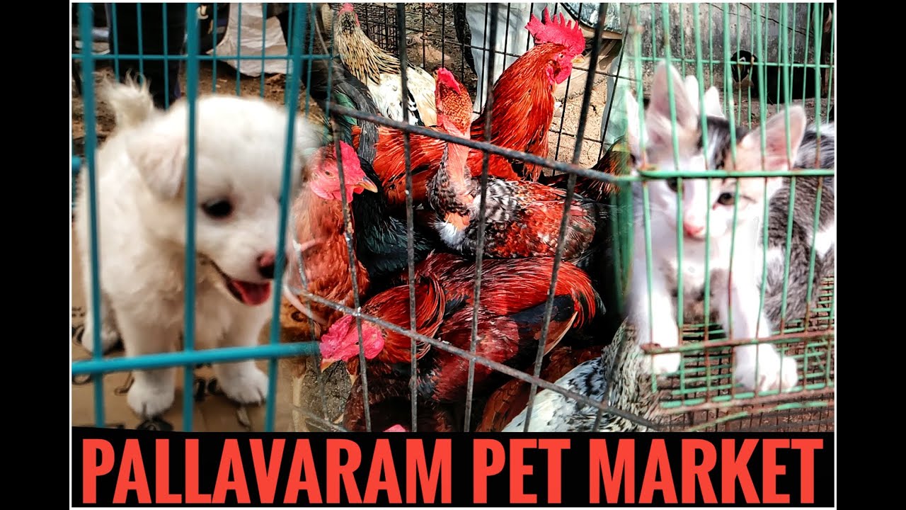 Pallavaram market#பல்லாவரம் சந்தை#pallavaram pet market #பல்லாவரம் கோழி சந்தை