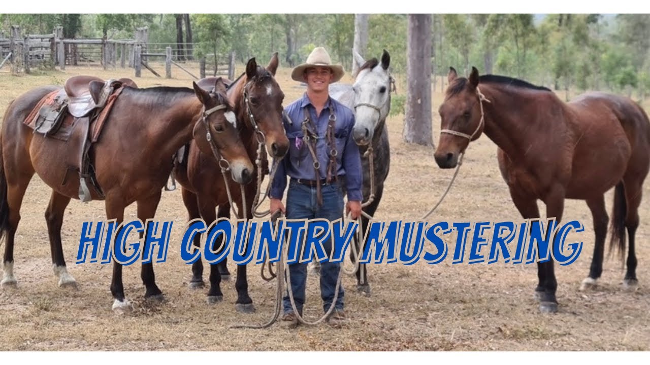 Galloping after missing cattle in the neighbours high country!
