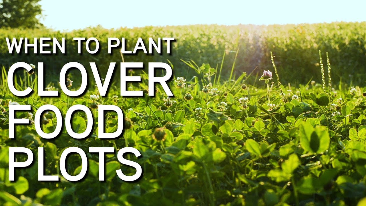 Establishing CLOVER FOOD PLOTS In The Timber