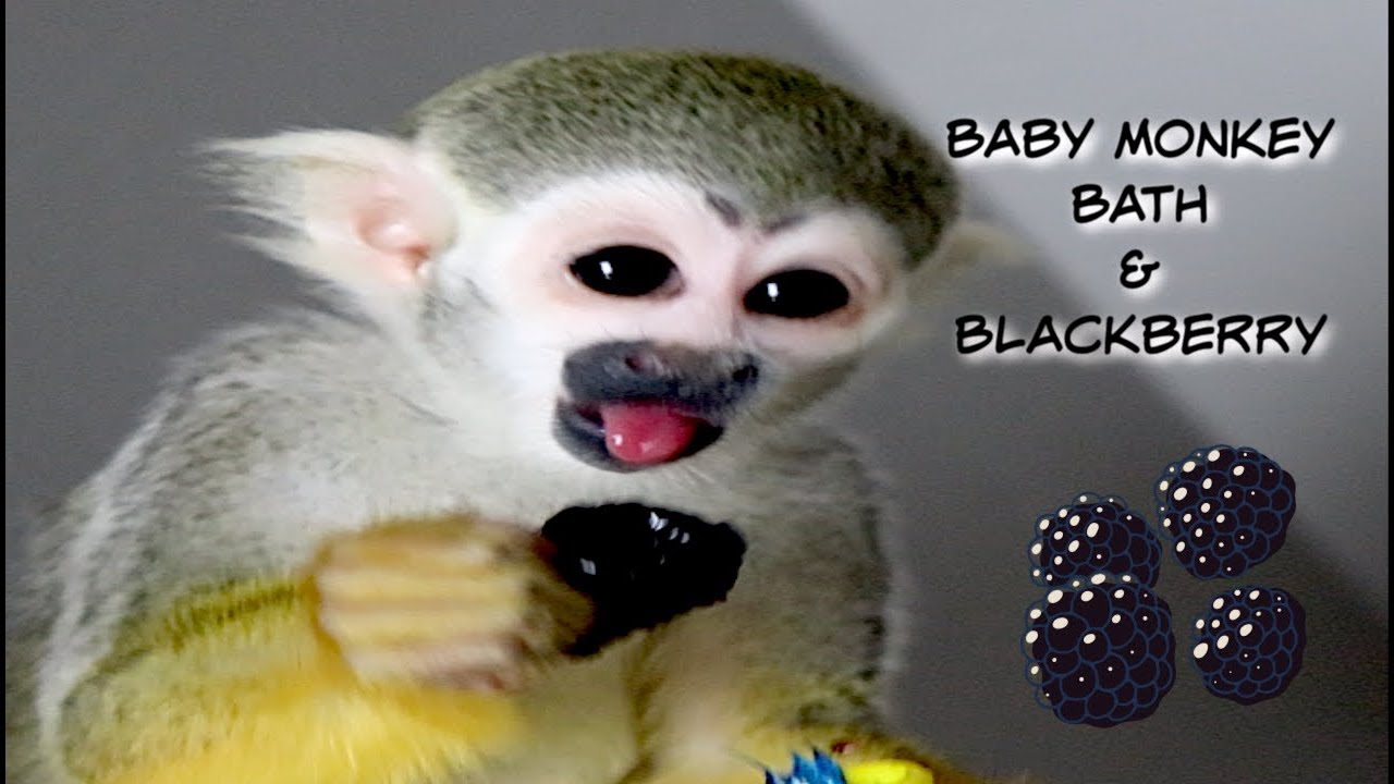 ANNOYED Baby Monkey Bath & Berry! #MonkeyBooCrew #BabyMonkey #happy