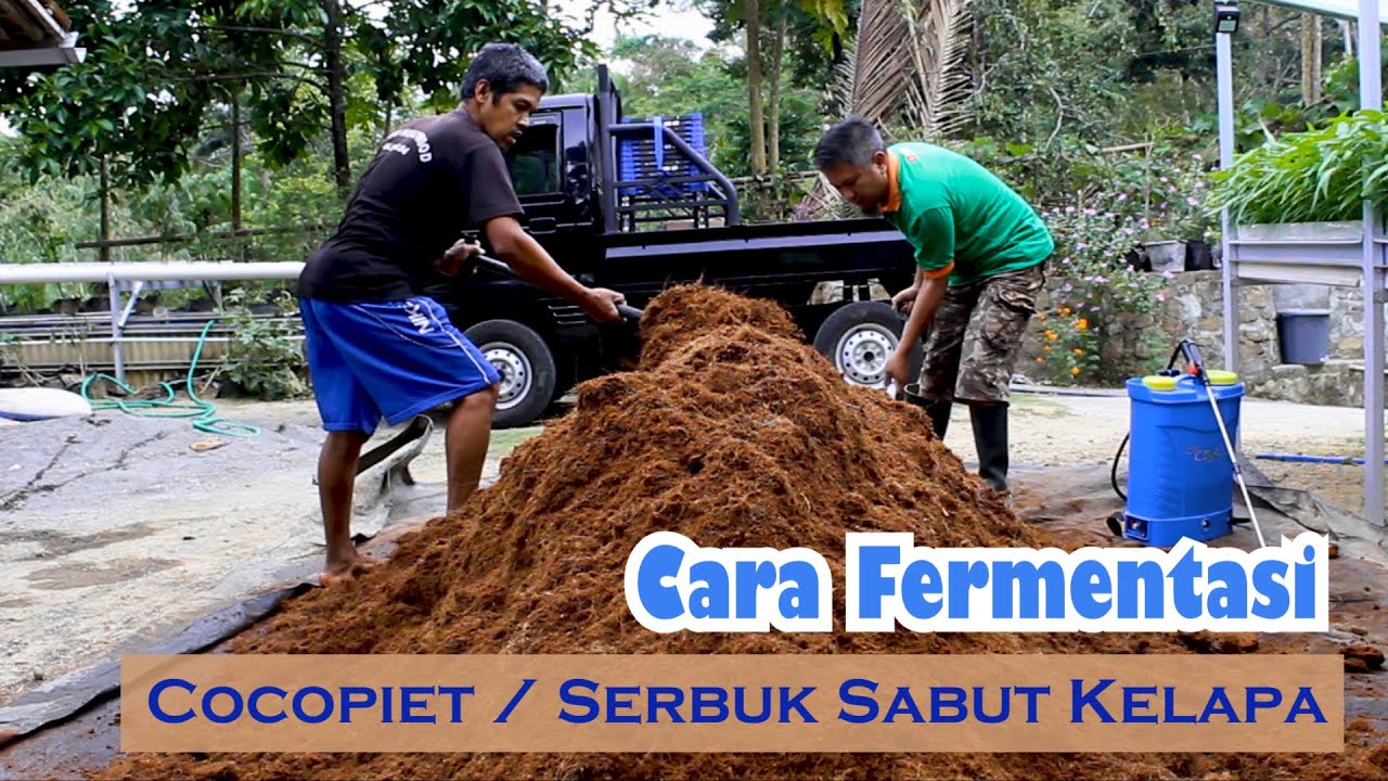 Fermentasi cocopeat