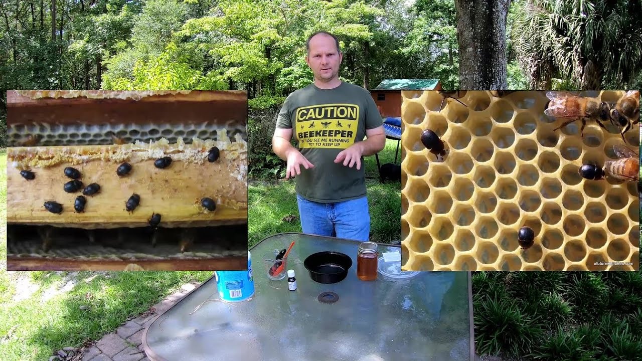 Getting Rid of Small Hive Beetles