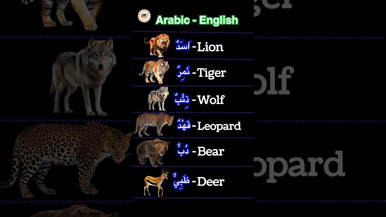Learn Arabic English animals words 