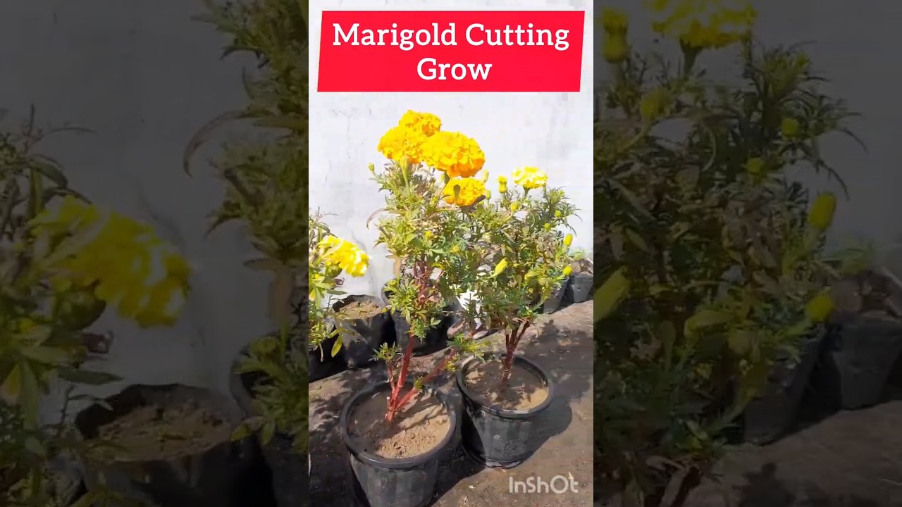 Genda ka flower cutting se grow kaise kare 
