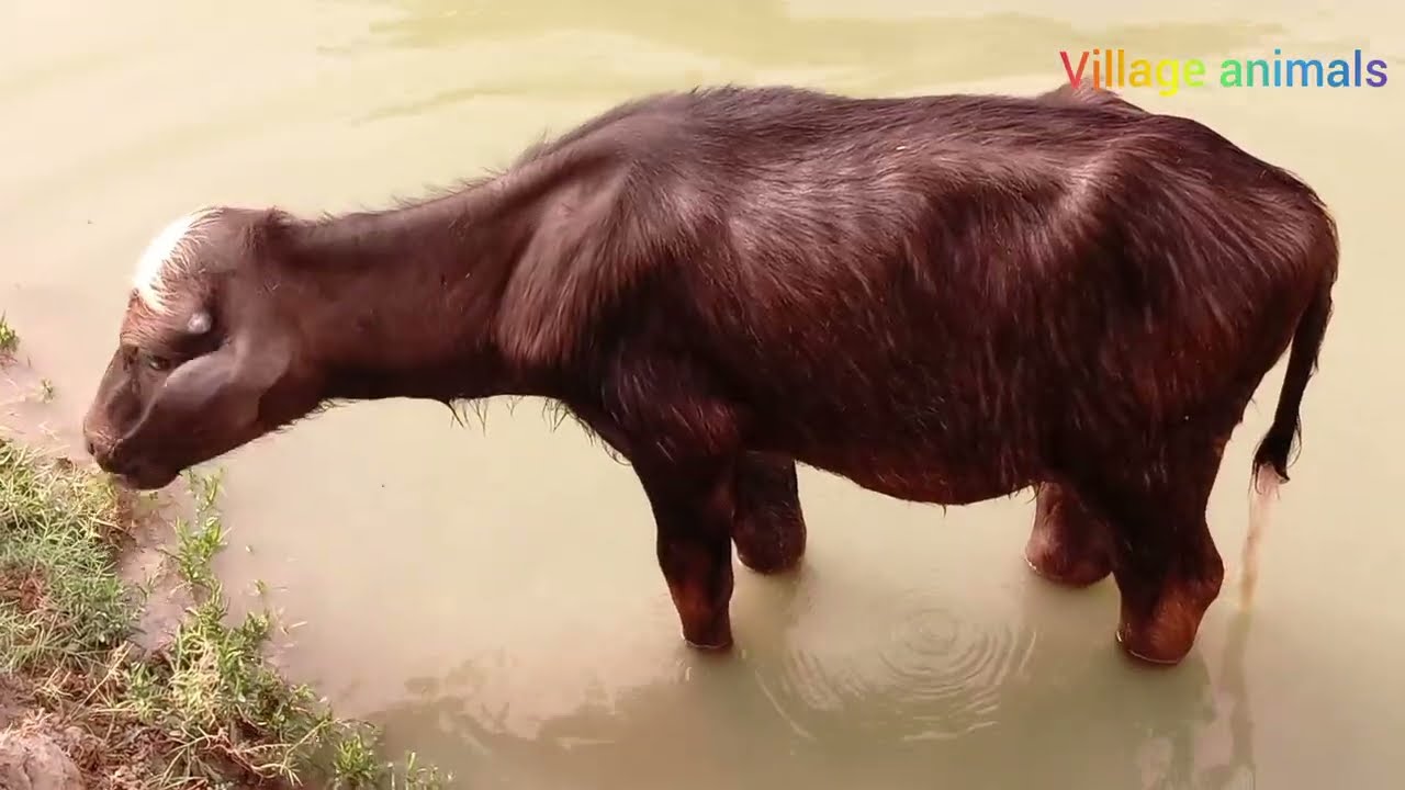 Buffaloes Enjoying a Refreshing Bath | A Cool Escape from the Heat