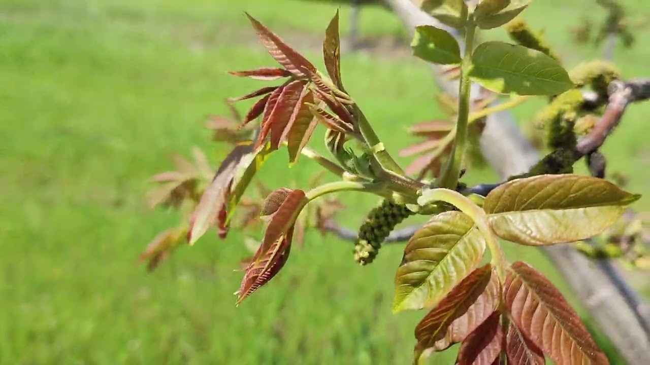 Erbicidarea în livada noastră de nuc. Aplicații recomandate contra bacteriozei și viermelui mărului.