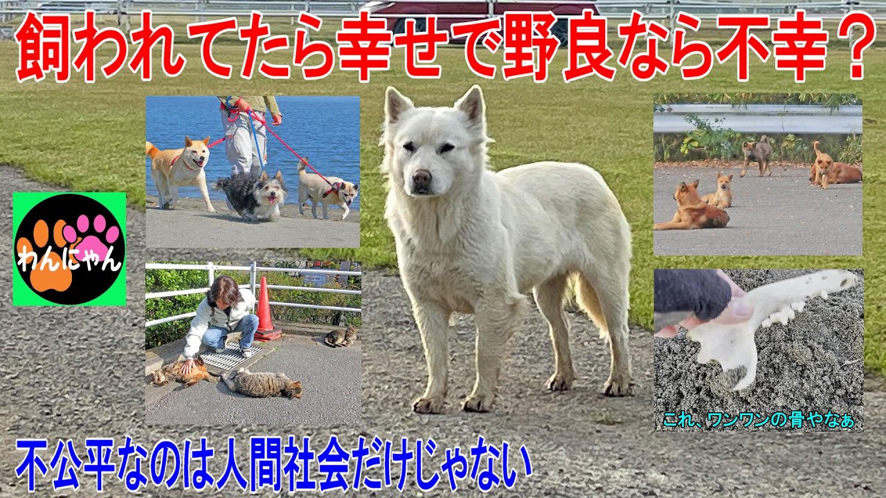 飼われてたら幸せで野良なら不幸？