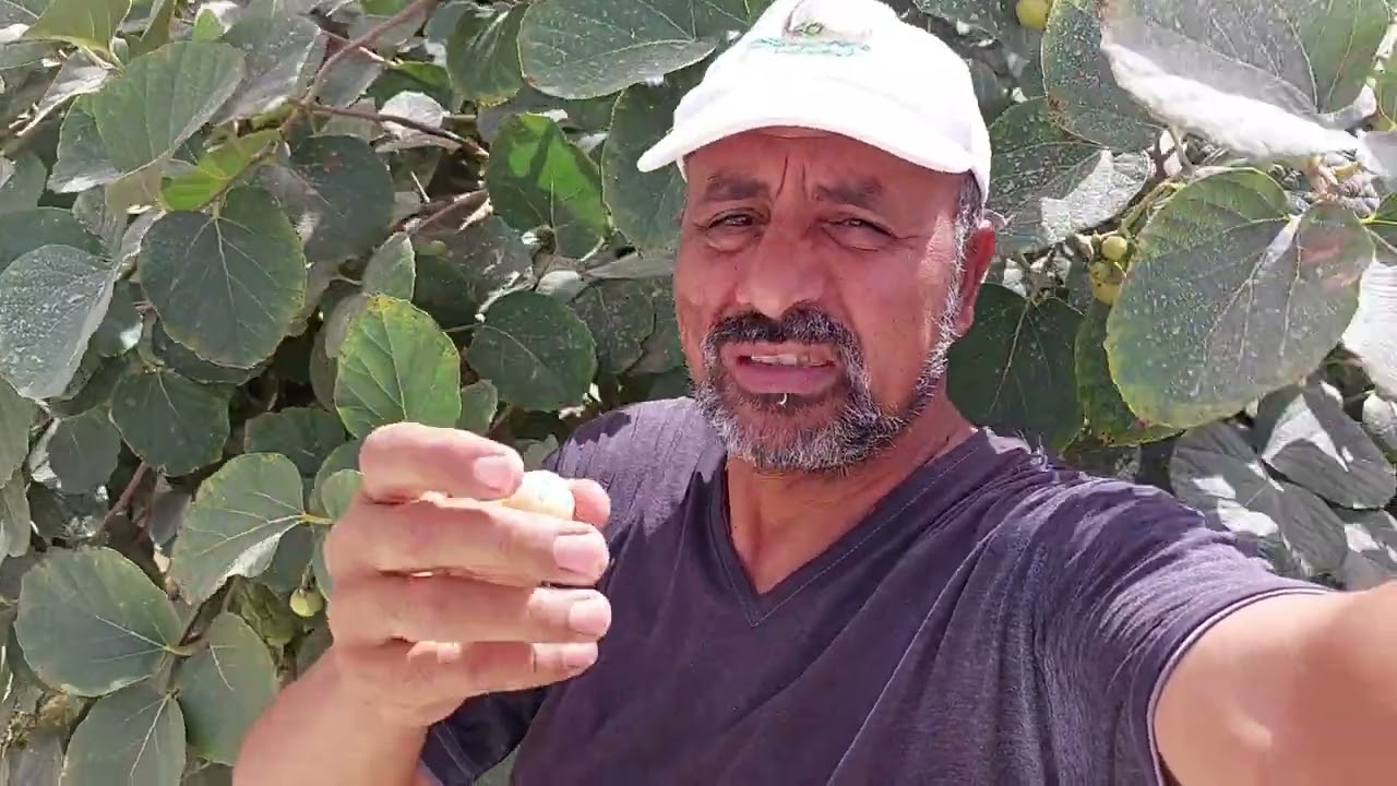 شجرة البمبر المعجزة ثمارها أقوى منظف للقولون تتحمل حرارة اكثر من 60 درجة ثمارها لذيذة