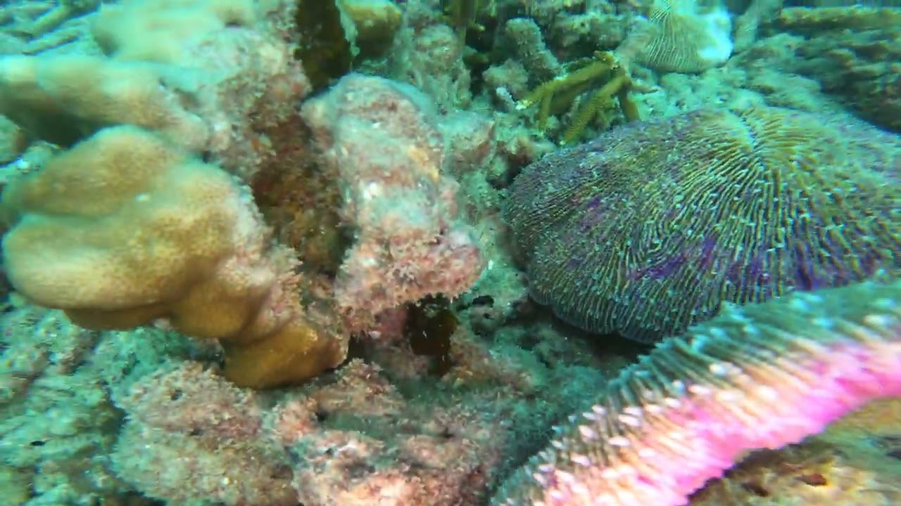 A Reef Fighting Back Against Destruction
