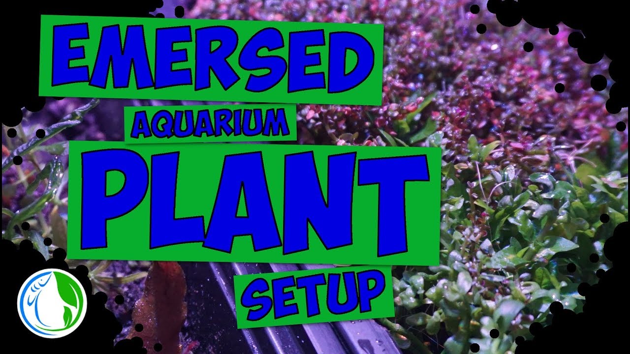 My Emersed Aquatic Aquarium Plant Setup - Emersed plants explained 🌿💦