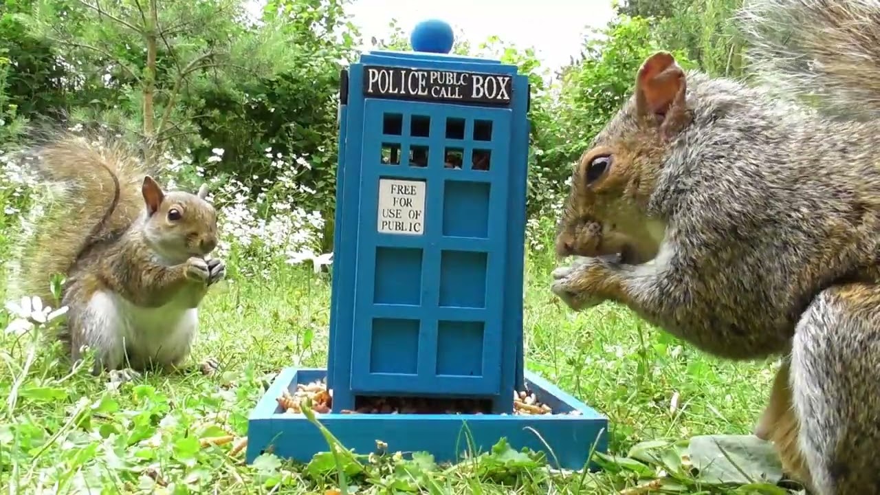 Tardis squirrel feeder | British wildlife