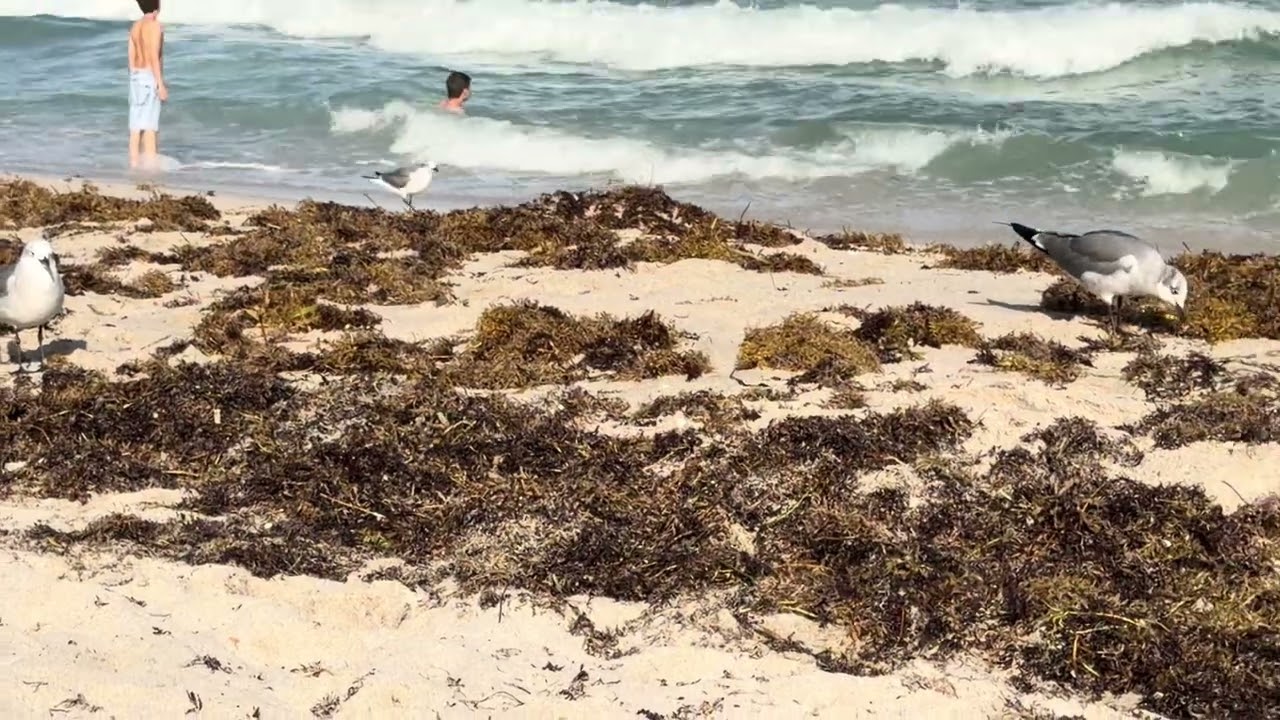Gaviotas y mar 🌊 #aves #wildlife #animals