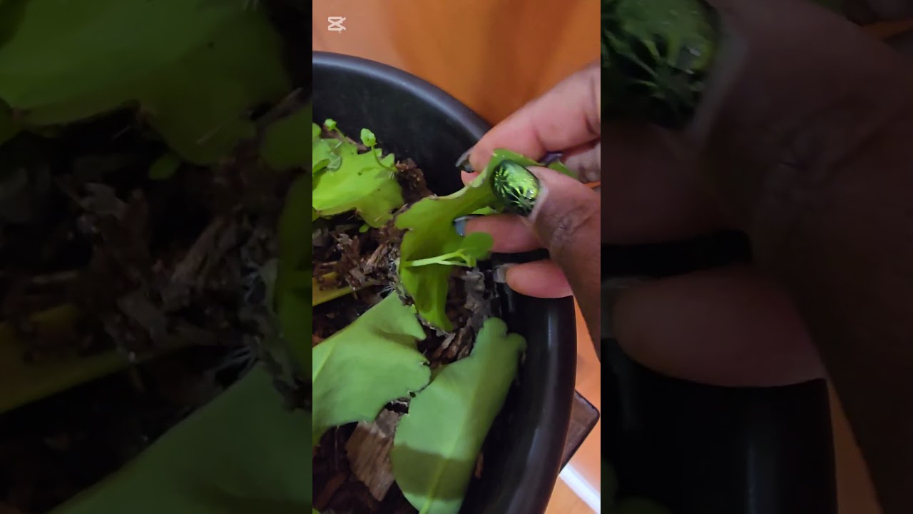 Indoor plant use for optimal health