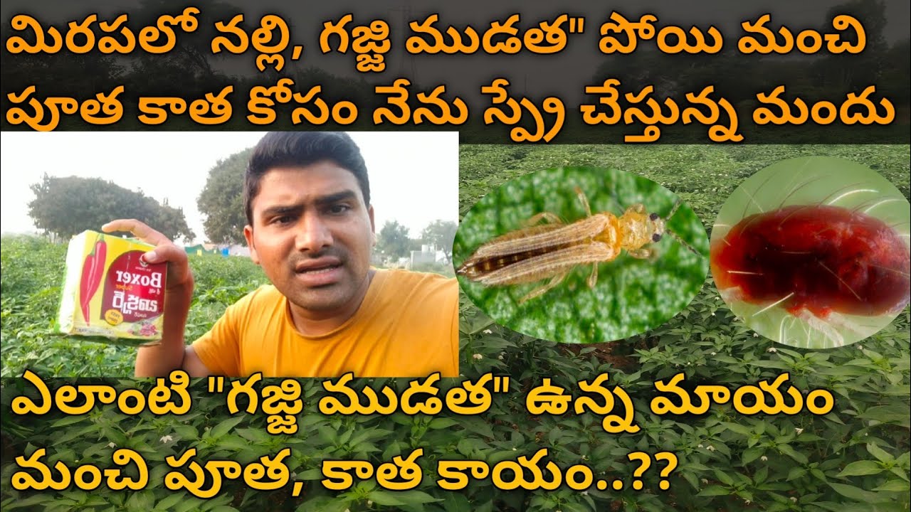 మిరపలో నల్లి