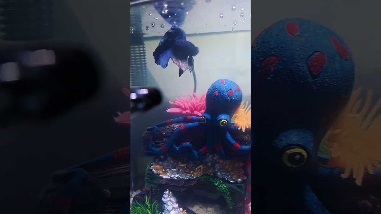 #betta #bettafish #bettatank #pezbetta #bettaaquarium