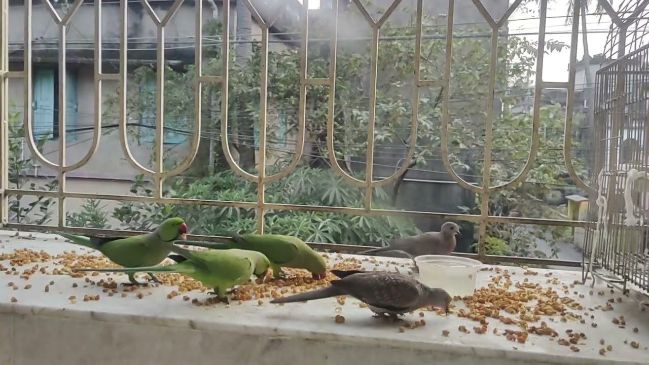 কতো দুষ্টু লেজ টেনে ধরে রেখেছে 🤭
